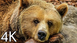 4K Video of Bear | 4K video in 60fps Ultra HD (HDR) | 4K video of animals|