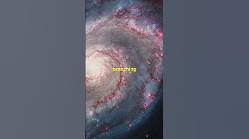 The Magic of Fibonacci: Nature