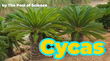 B.Sc,ADP,B.S botany|Cycas(Occurrence,general structure) by The Pool of Science