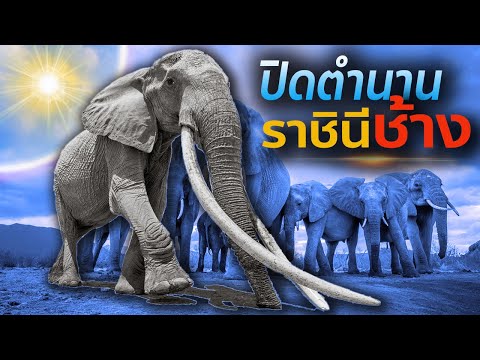 วีดีโอ: ทำไมช้างถึงมีงวงยาว