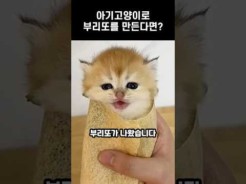 아기고양이로 부리또를 만든다면?  #고양이 #아기고양이 #kitten #귀여운동물 #쇼츠 #shorts