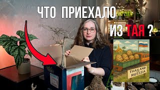 видео: Обзор каудексных растений из Тайланда картинка: Обзор каудексных растений из Тайланда