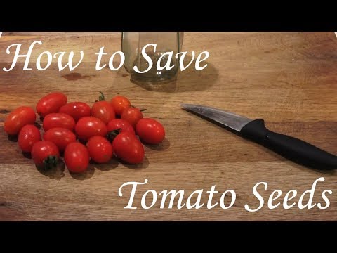 إستخراج و حفظ بذور الطماطم