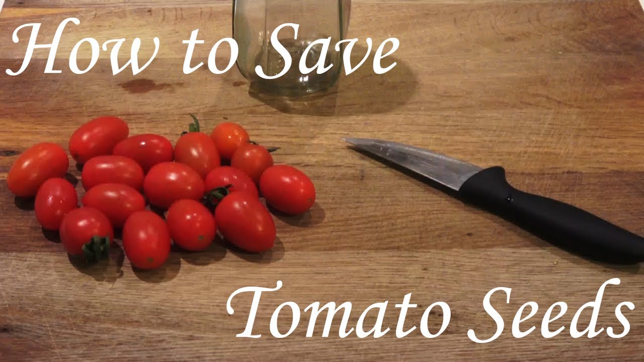 إستخراج و حفظ بذور الطماطم