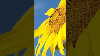Sunflower Oil