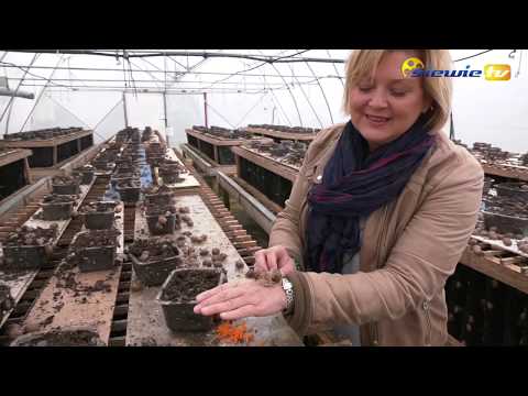 Wideo: Jak zbudować krzesło Bailey dla psów