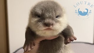 Baby Otter's Eyes are Open!