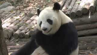 pandapia 20140506-1號室外-愛浜-愉快的吃竹子