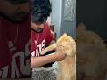 “Cat ko Dog Shampoo lagaya 🧴 Aur fir jo hua… unbelievable!” || #shorts #dog #cat