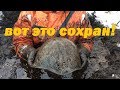 Болото скрывает страшные свидетельства войны.