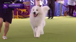 Great Pyrenees | Breed Judging 2024