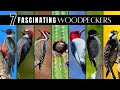 7 Fascinating Unusual Woodpeckers Of North America