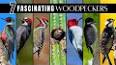 The Fascinating World of Woodpeckers ile ilgili video