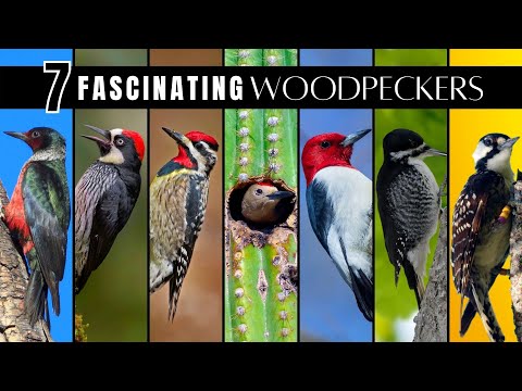 Vidéo: Moucherolle - un oiseau miniature et magnifique