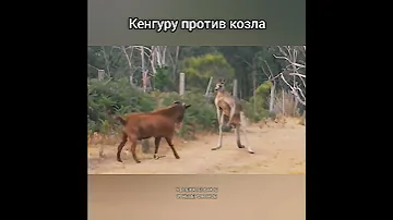 Кенгуру против козла