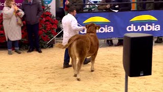 Biff Ifanc - Bustach Cyfandirol | Baby Beef - Continental Steer