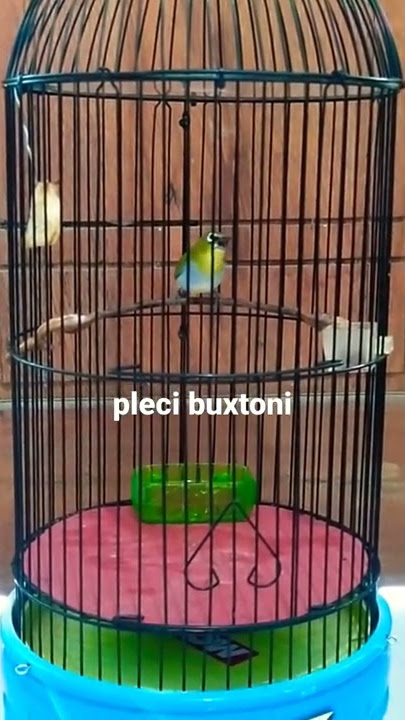 PLECI BUXTONI ISIAN MEWAH #plecimaniaindonesia #pleci #pcmi #plecimania