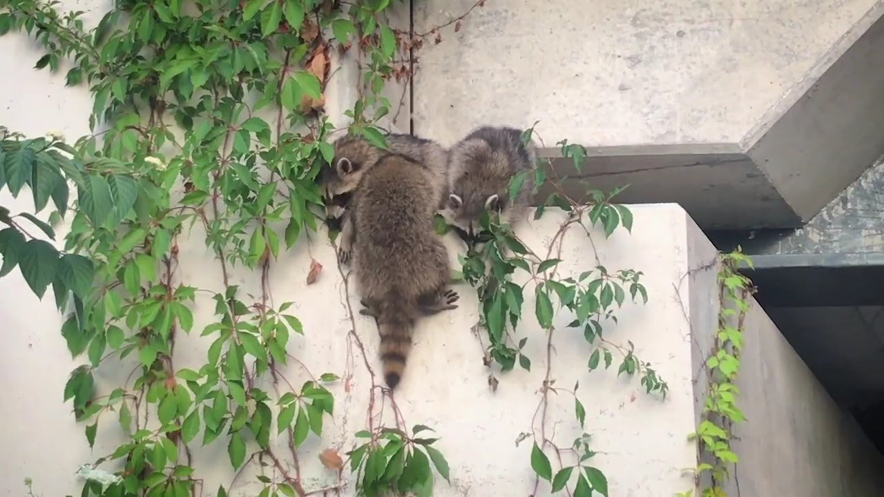 Jumping Racoons Raccoons are funny. Bridge jumping - YouTube