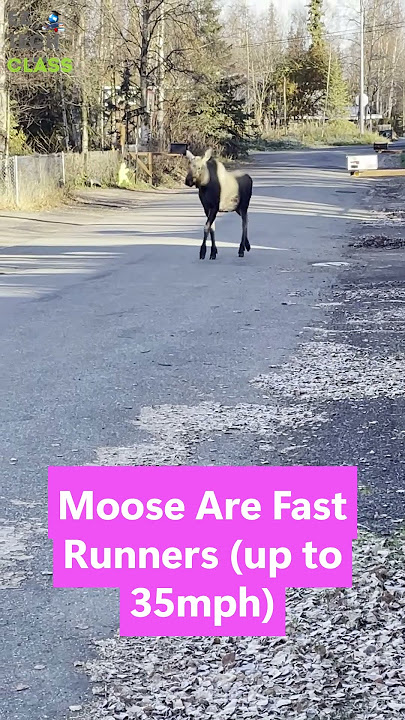 🦌 Moose on the Move!  Spotted Walking Through Anchorage Residential Neighborhood and Local Road 🌲