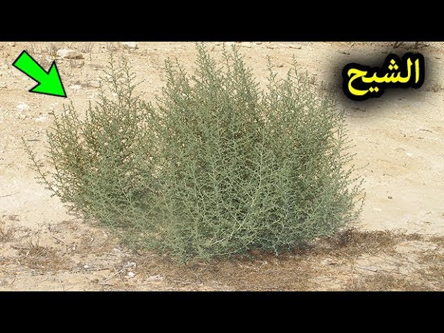 اشرب الشيح على معدة فارغة وبعد7 أيام هذا ما سوف يحدث لجسمك وفق أحدث الدراسات Youtube