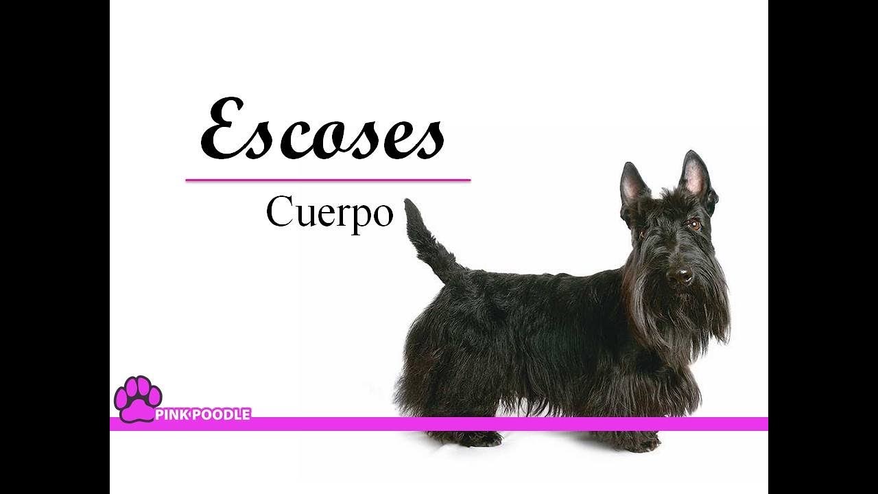 0028: Pelo Duro Corte básico  / Hard Hair. Cursos Gratis EsteticaCanina.org (Whatsapp +50685585458)