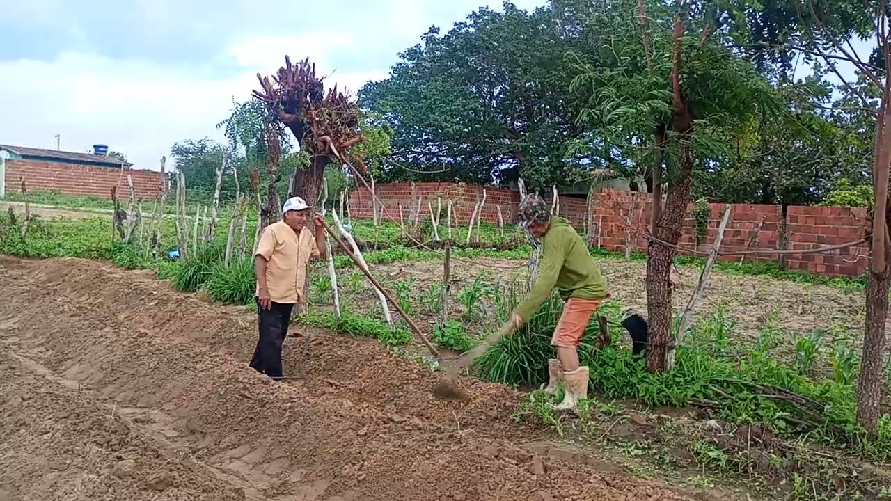 Finalizando as leiras do melado 