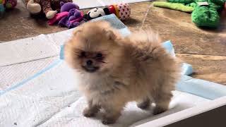 Adorable pomeranianpuppies@candicoloredpoms.com