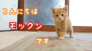 【子猫】三日目🏠モックンが可愛すぎてたまらない😽癒し♪先住保護猫ラッキーが心配なるほど噛んで噛んで噛みまくる⚡ by Lucky Time 50,805 views 3 years ago 8 minutes, 2 seconds