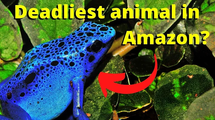 10 MOST DANGEROUS ANIMALS OF AMAZON RAINFORESTS | Dangerous Creatures of Amazon Forest