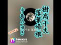 樹高千丈 落葉帰根(中島みゆき) cover  full  Pokekaraで歌ってみた 歌詞付
