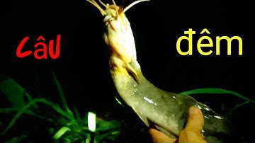 Câu cá trê vàng giựt đã tay#youtube câu cá hôc môn