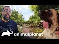 El jardín del perro gigante | Guaridas con estilo | Animal Planet