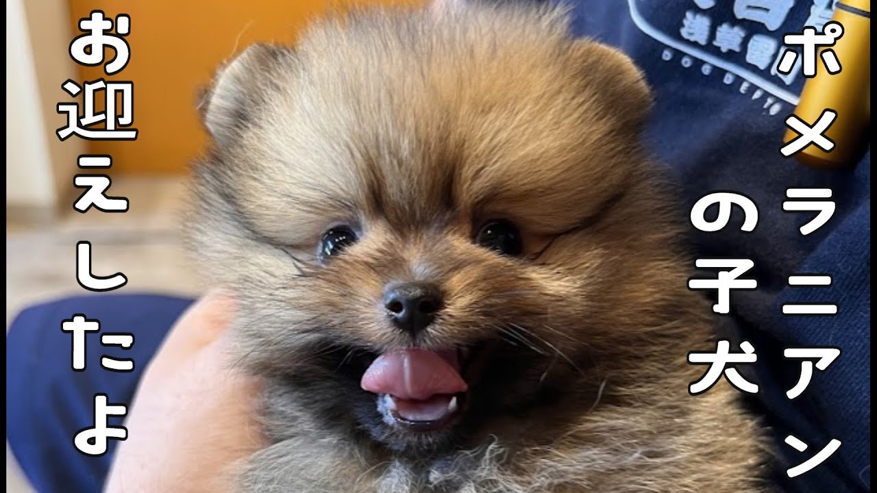 【初投稿】ポメラニアンの子犬をお迎えしました♪