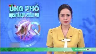 Ứng phó trước nguy cơ bùng phát dịch tả lợn châu Phi | VTV