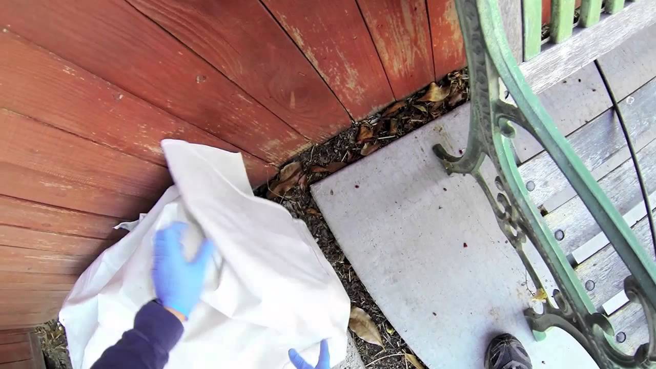 Skunk caught and released using a Harbor Freight Live Animal Trap