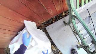 Skunk caught and released using a Harbor Freight Live Animal Trap.
