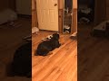Rottweiler se ve en el espejo por primera vez.