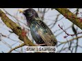 Gesang Star | Song Starling [Vogel/Bird #4]