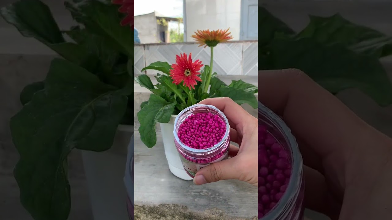 Video Mới Nhất Của Nông Trại Hoa Lan Jack
