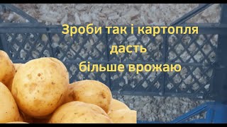 Дуже дієвий спосіб пророщування картоплі