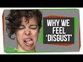 Why Humans Feel Disgust, and Why Other Animals Might Too