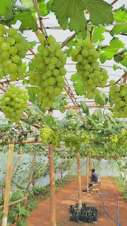 #berkebun #buah #anggur #pertanian #danaisuntukkesejahteraanrakyat #gardening