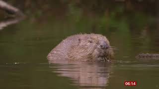 Beavers to make ‘cautious’ return to England with legal protection - BBC News - 25th August 2021