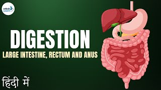 Life Processes - Lesson 09 Role of Large Intestine Rectum and Anus
