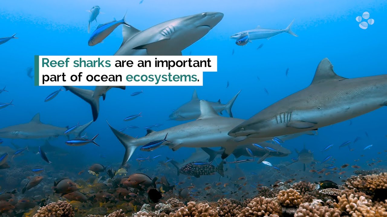 KAUST Research: Potential to conserve reef shark populations