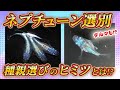 【選別は〇〇〇で選べ!!】選別にもう迷わない!?自分だけの理想の個体が作れる!!