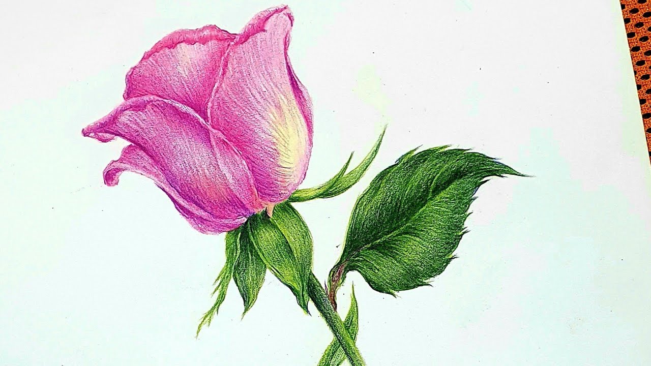 보태니컬아트 쉽게하기,장미꽃 그리기,색연필, Basic Botanicalart