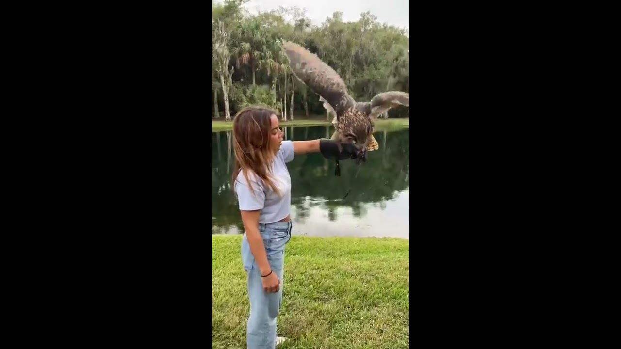 Flying The SECOND LARGEST Owl In World 