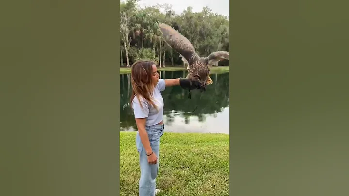Flying the SECOND LARGEST Owl in the World!!!