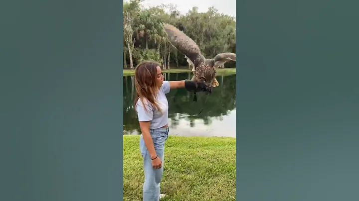 Flying the SECOND LARGEST Owl in the World!!! - DayDayNews